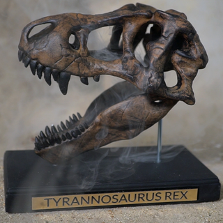 T-Rex Skull Scale Replica
