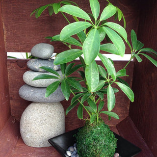 Kokedama - Moss ball with Schefflera Plant