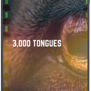 3,000 Tongues - Digital