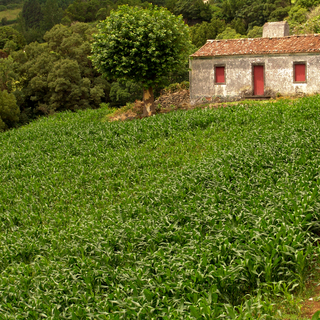 Exclusive In-Game Premium Farm