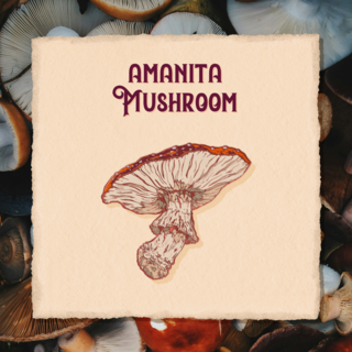 Amanita Mushroom Pin