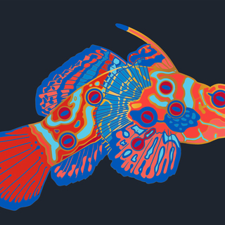 Mandarinfish Pin - Gold