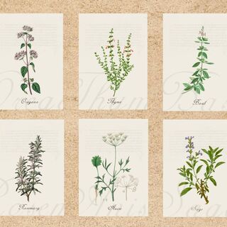 Set of six 8.5 x11 digital botanical images