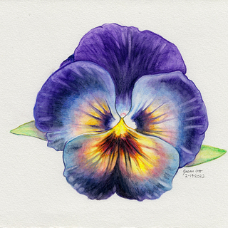 Purple Pansy - Original Watercolor Print