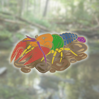 Rainbow Crayfish 2" Pin
