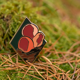 Sarcoscypha Coccinea Pin