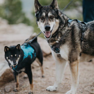 Doggo Spoil Fund Tip Jar!