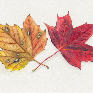 Autumn Leaves - Original Watercolor Print