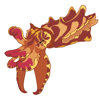 Flame Flamboyant Cuttlefish