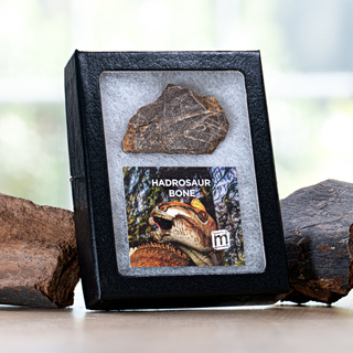 Hadrosaur Bone Fossil Display Case