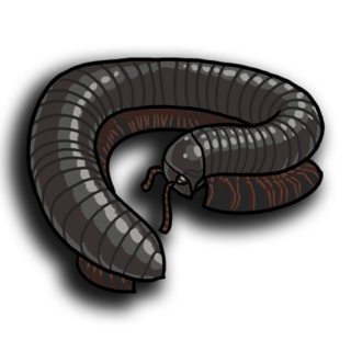 Giant African Millipede Pin