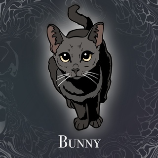 Stray Cats: Bunny