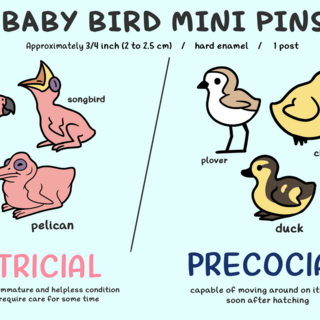 Baby Bird Enamel Pins