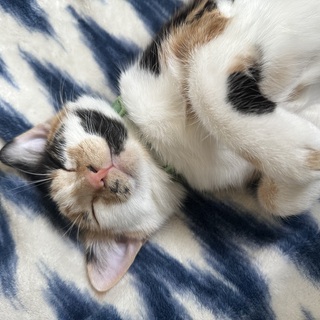 Treats for the Kitties!