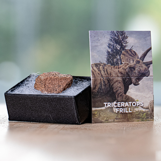 Triceratops Frill Pocket Fossil