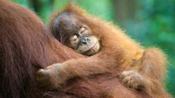 Remembering Great Apes