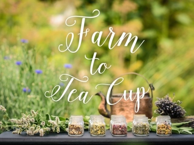 Farm to Tea Cup • Winterwoods Tea Company