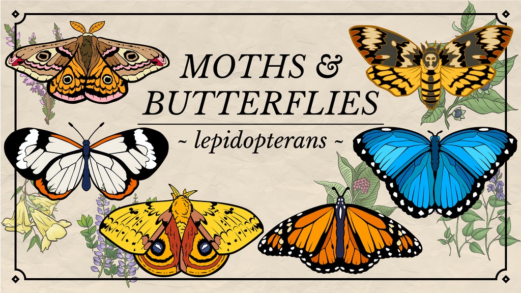 Moths & Butterflies Enamel Pins