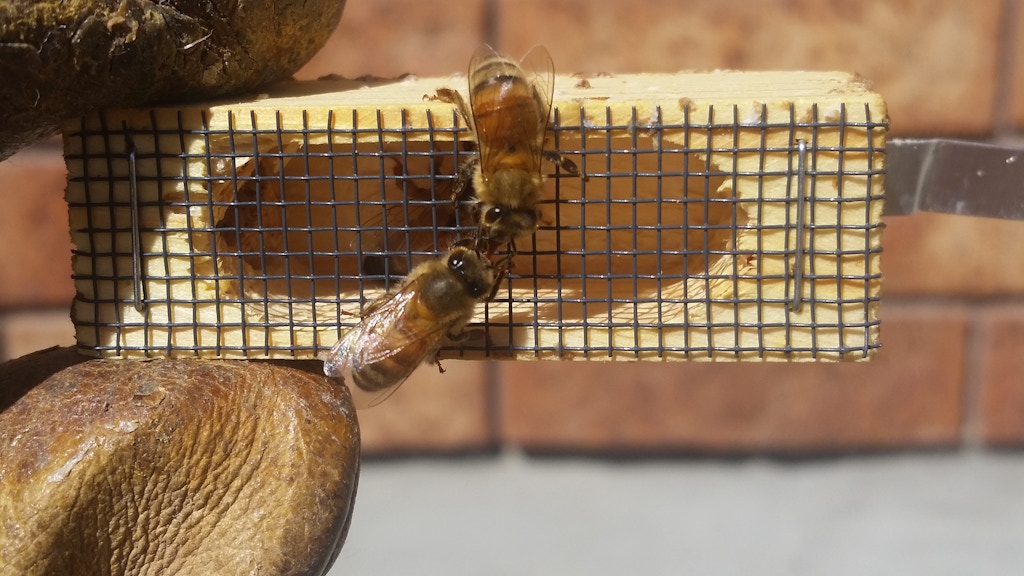 Exotic Wooden Pens to Save Some Bees!