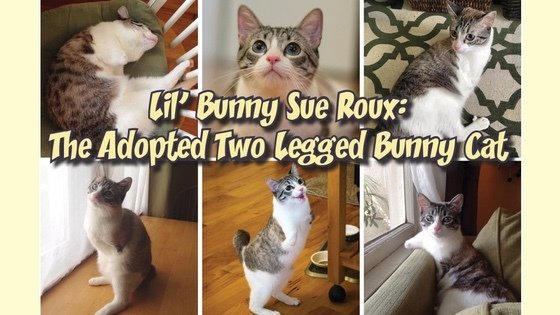 Lil' Bunny Sue Roux on Two: The Adopted Two Legged Bunny-Cat