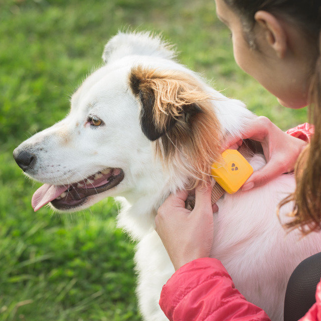 Findster Duo: GPS Pet Tracker Without Monthly Fees